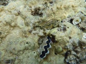 L’illa de Zamami i els seus esculls de coral!  座間味島とそのサンゴ礁