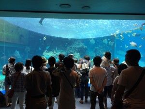 El nord d’Okinawa: del aquari de Churaumi fins al Cap Hedo – 沖縄の北