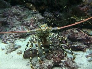 El nord d’Okinawa: del aquari de Churaumi fins al Cap Hedo – 沖縄の北