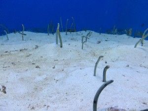 El nord d’Okinawa: del aquari de Churaumi fins al Cap Hedo – 沖縄の北