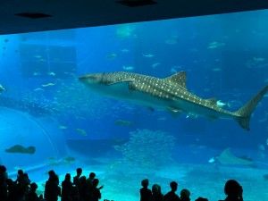 El nord d’Okinawa: del aquari de Churaumi fins al Cap Hedo – 沖縄の北
