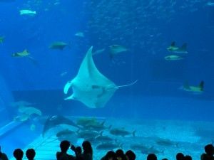 El nord d’Okinawa: del aquari de Churaumi fins al Cap Hedo – 沖縄の北