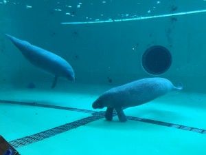 El nord d’Okinawa: del aquari de Churaumi fins al Cap Hedo – 沖縄の北