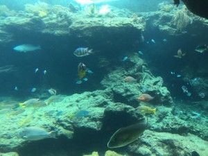 El nord d’Okinawa: del aquari de Churaumi fins al Cap Hedo – 沖縄の北