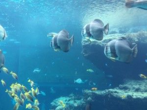 El nord d’Okinawa: del aquari de Churaumi fins al Cap Hedo – 沖縄の北